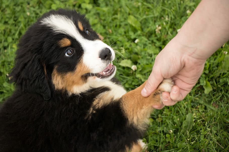 Perrito acariciado