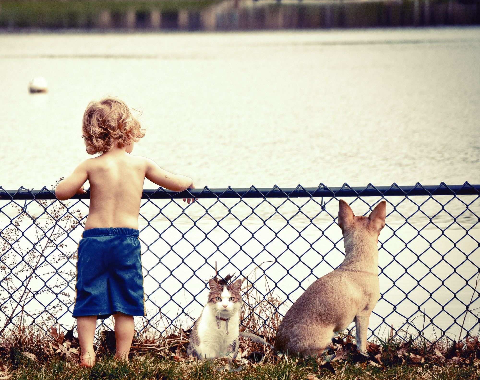 Niño, gato y perro Niño, gato y perro