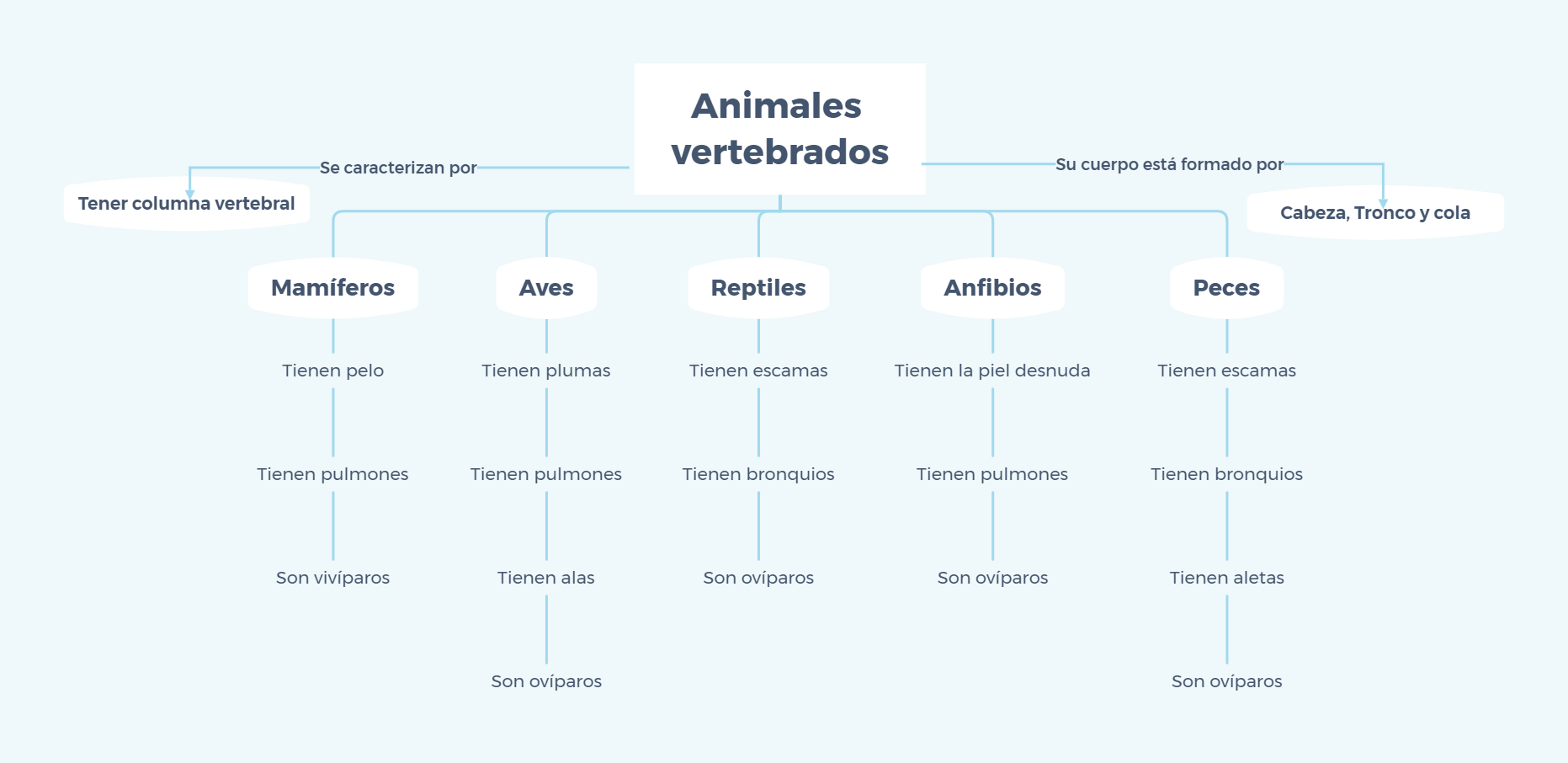Esquema animales vertebrados