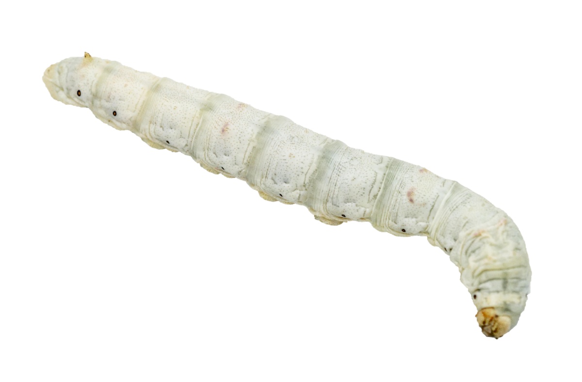 gusano de seda