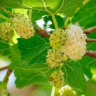 Morera Blanca