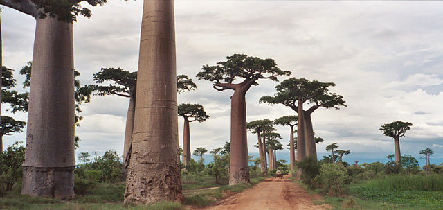 Avenida de los Baobabs (Morondava, Madagascar) Baobabs