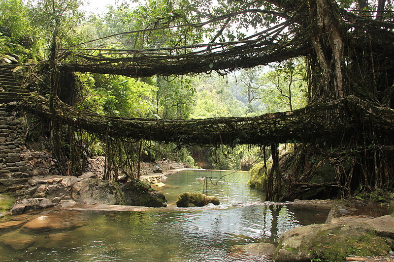 Puentes de raíces vivientes Puentes de raíces