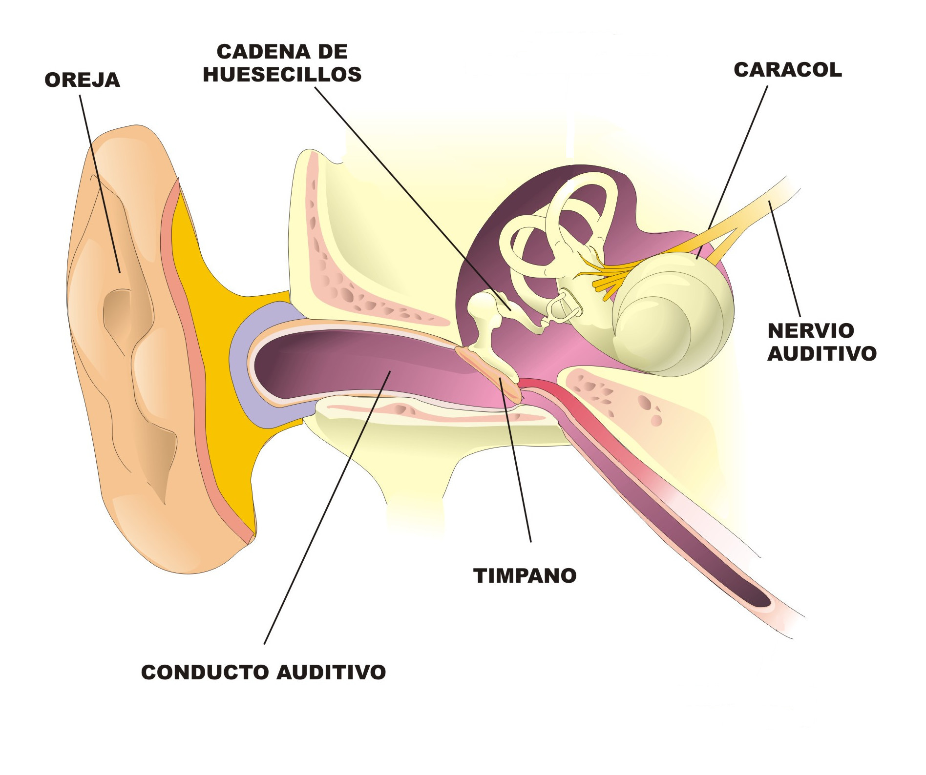 El oído Ilustración del oído