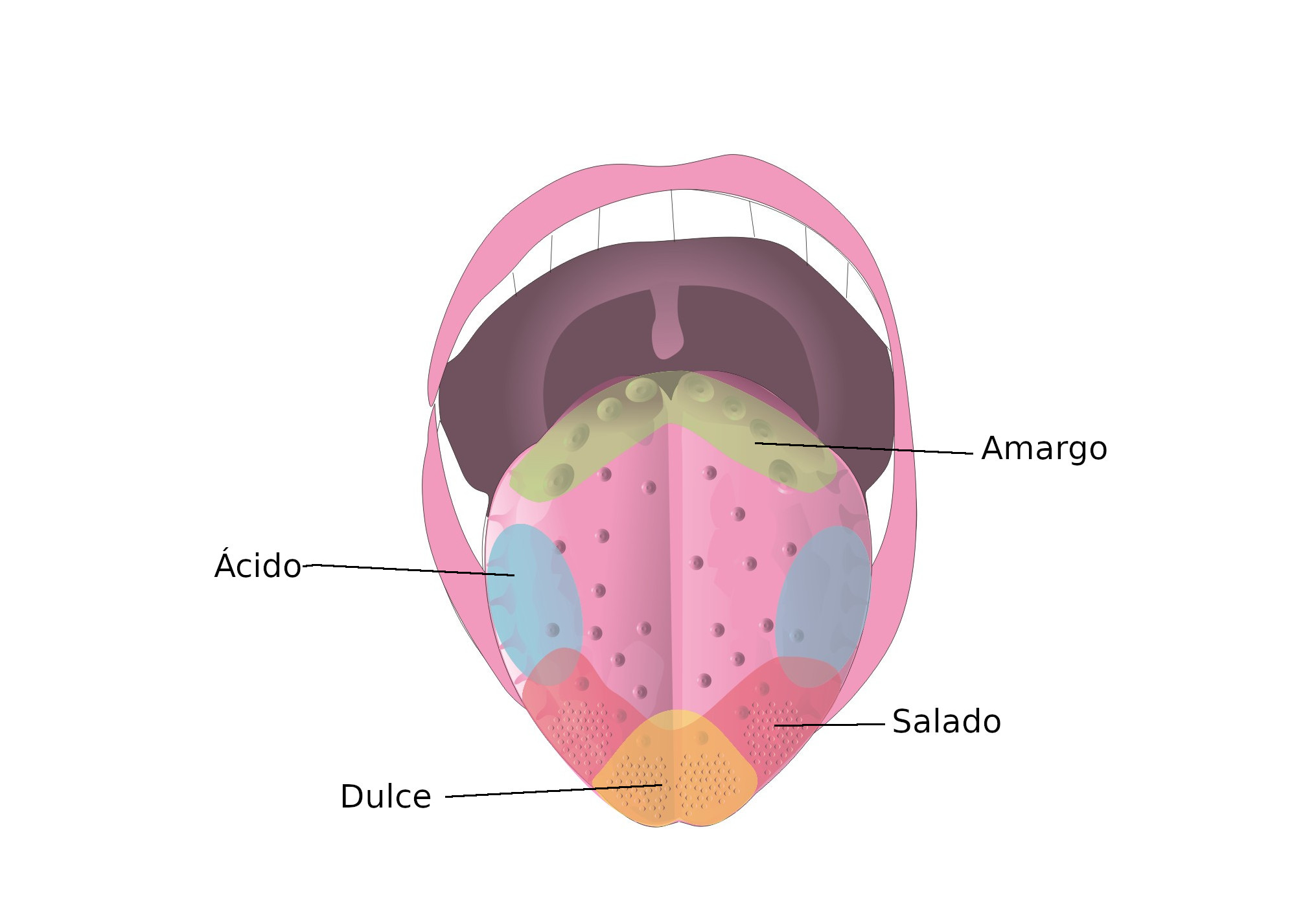 El gusto Dibujo de la lengua