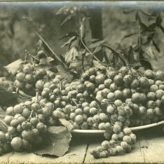 Racimos de uva