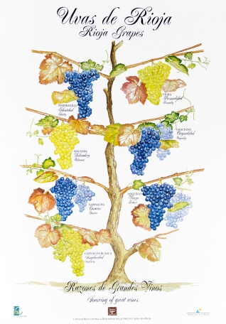 Cartel informativo de las diferentes variedades de uva de Rioja